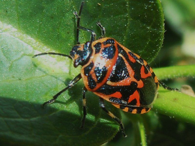 Pentatomidae. Eurydema ornata della Gallura